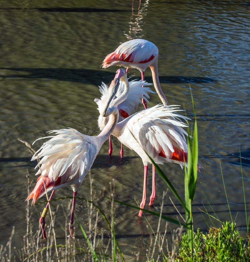 Liefde roze flamingo's royalty-vrije stock foto Liefde roze flamingo's royalty-vrije stock foto