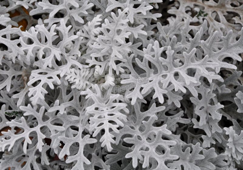 Top view of dusty miller plant. Top view of dusty miller plant