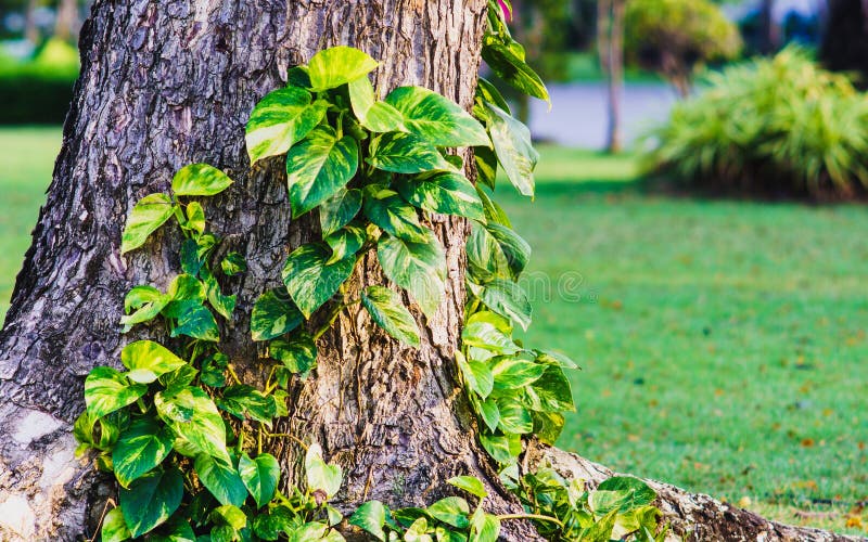 Lierre du ` s de pothos d'or ou de diable s'élevant sur l'arbre en parc Tropi image libre de droits Lierre du ` s de pothos d'or ou de diable s'élevant sur l'arbre en parc Tropi image libre de droits