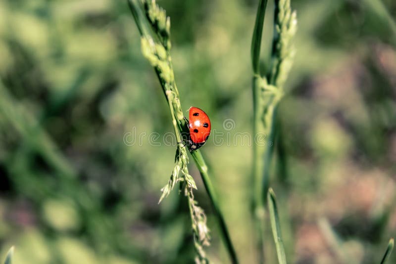 Lieveheersbeestje stock afbeeldingen Lieveheersbeestje stock afbeeldingen