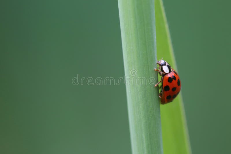Lieveheersbeestje op blad Macro royalty-vrije stock foto's Lieveheersbeestje op blad Macro royalty-vrije stock foto's