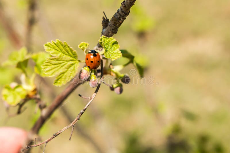Lieveheersbeestje op jonge bladeren en besbessen in de lente royalty-vrije stock afbeelding Lieveheersbeestje op jonge bladeren en besbessen in de lente royalty-vrije stock afbeelding
