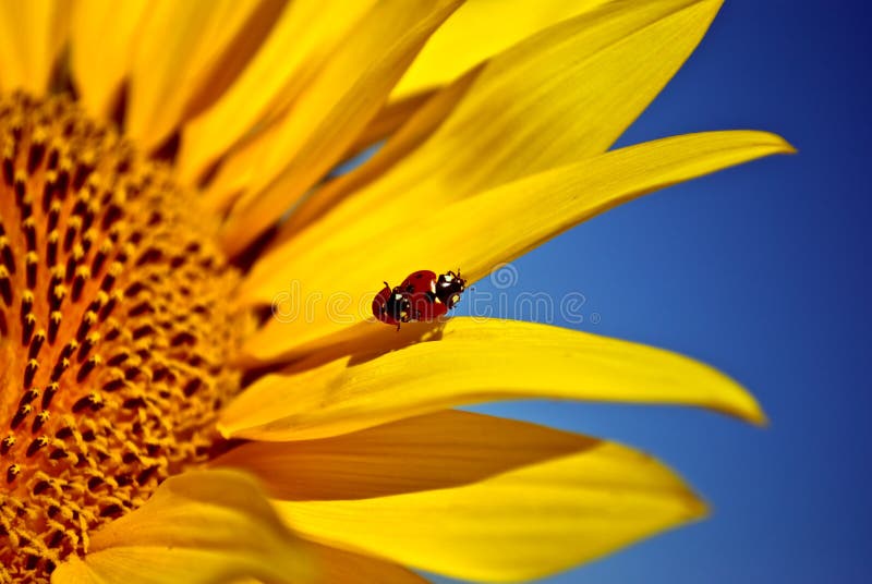 Lieveheersbeestjes stock foto's Lieveheersbeestjes stock foto's