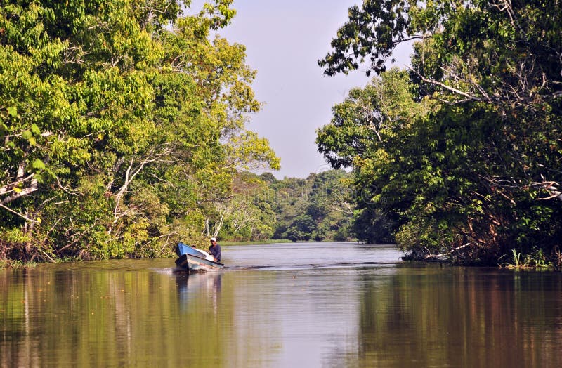 Life in Amazon Jungle stock image