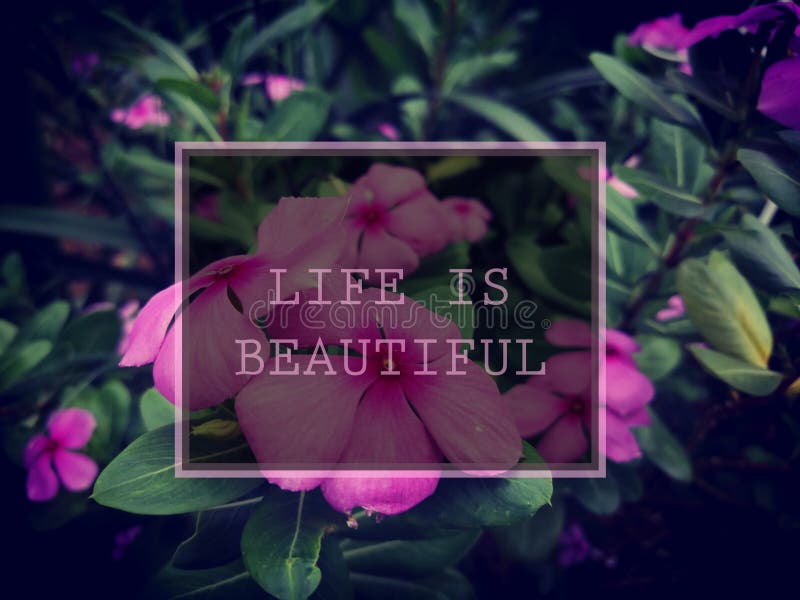 Life is Beautiful Text Message with Pink Flower Stock Photo - Image of  effect, green: 195820228