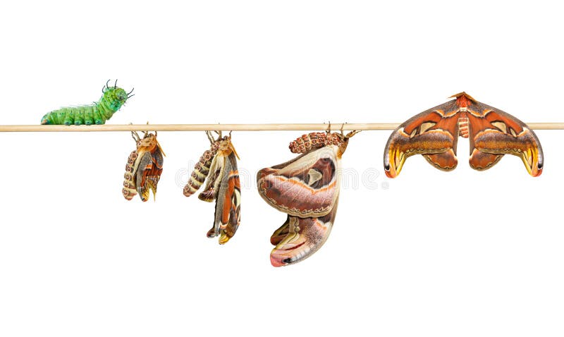 Life cycle of attacus atlas moth on white with clipping path
