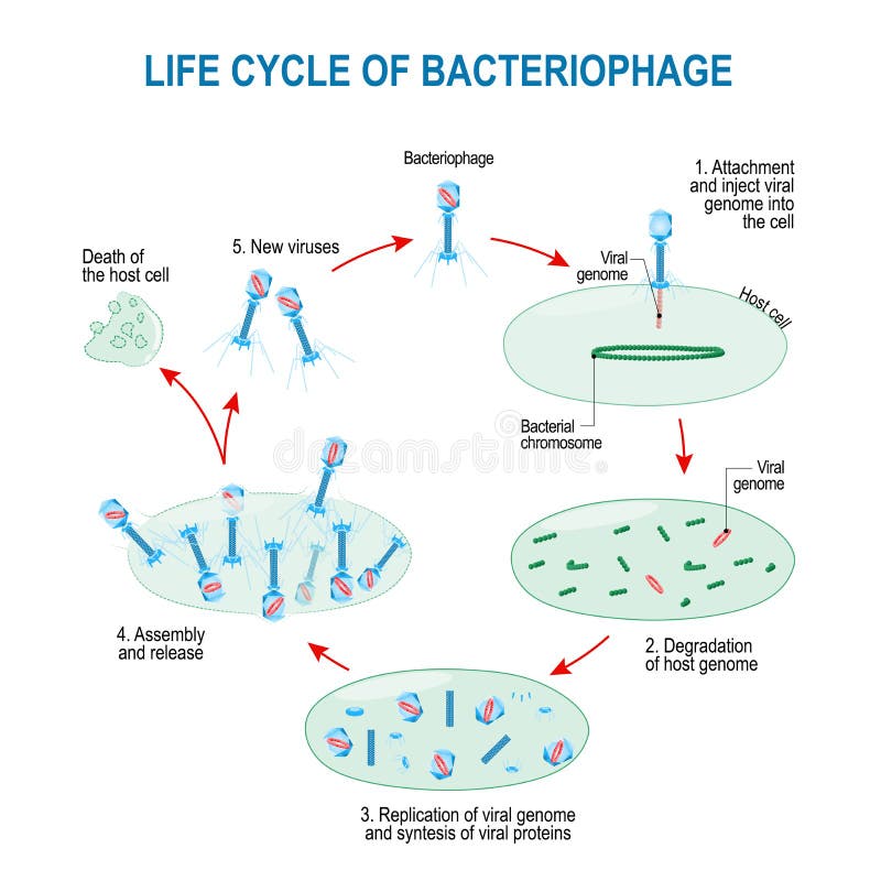 Virus vida ciclo ejemplo bacteriófago a bacterias.