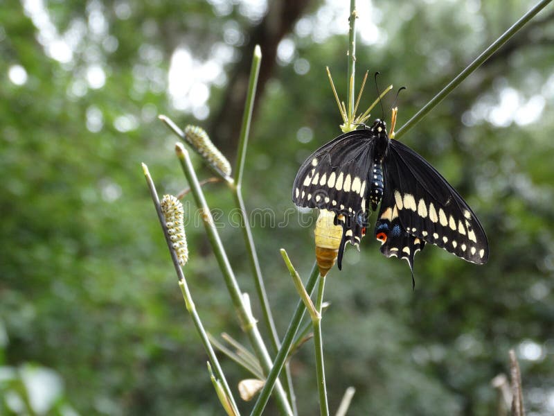 A Black Swallowtail Butterfly newly emerged from its chrysalis and preparing for first flight. Black Swallowtail caterpillars in the background. A Black Swallowtail Butterfly newly emerged from its chrysalis and preparing for first flight. Black Swallowtail caterpillars in the background.