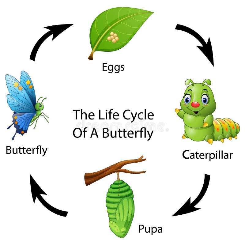 The life cycle of a butterfly