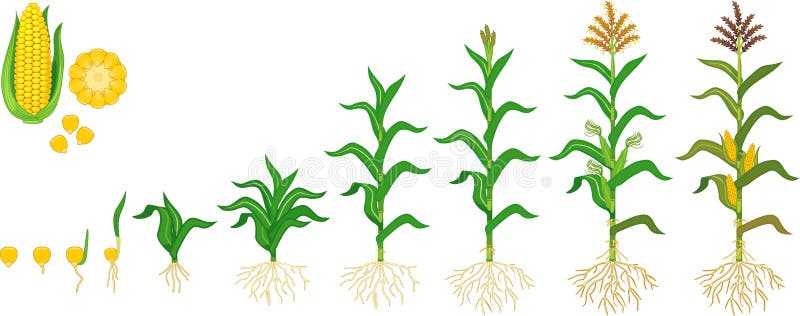 Maize Plant Diagram Infographic Elements With The Parts Of Corn Plant Anthers Tassel Corn Ears Cobs Roots Stalks Stock Vector Illustration Of Botany Seeds 137290027