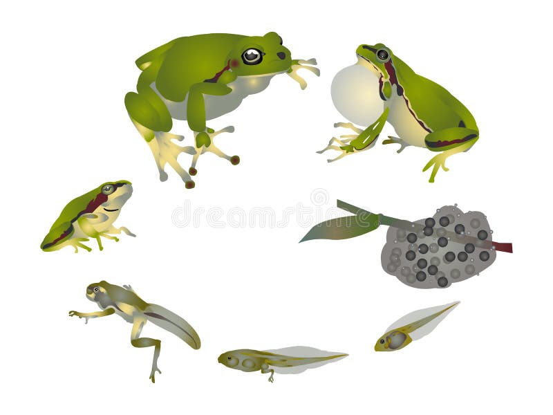 Life cycle of European tree frog.