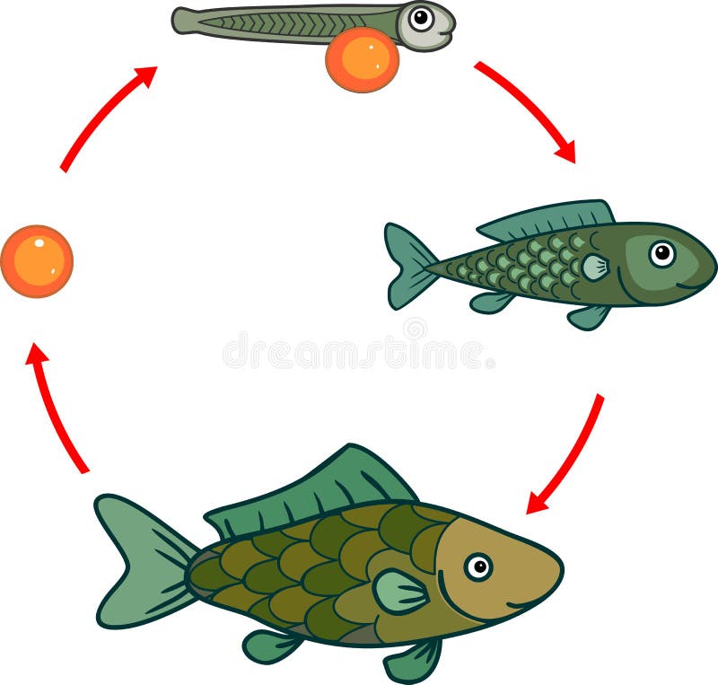 Cycle fish outlet