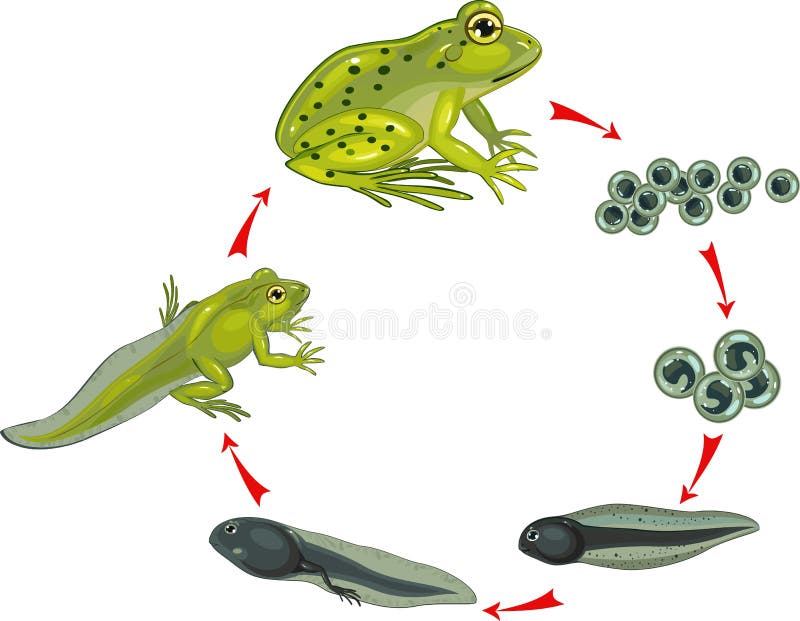 Frog Eggs Stock Illustrations – 209 Frog Eggs Stock Illustrations