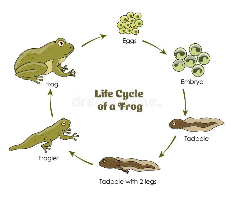 Life Cycle Frog Diagram Stock Illustrations 95 Life Cycle Frog life-cycle-frog-diagram-stock-illustrations-95-life-cycle-frog