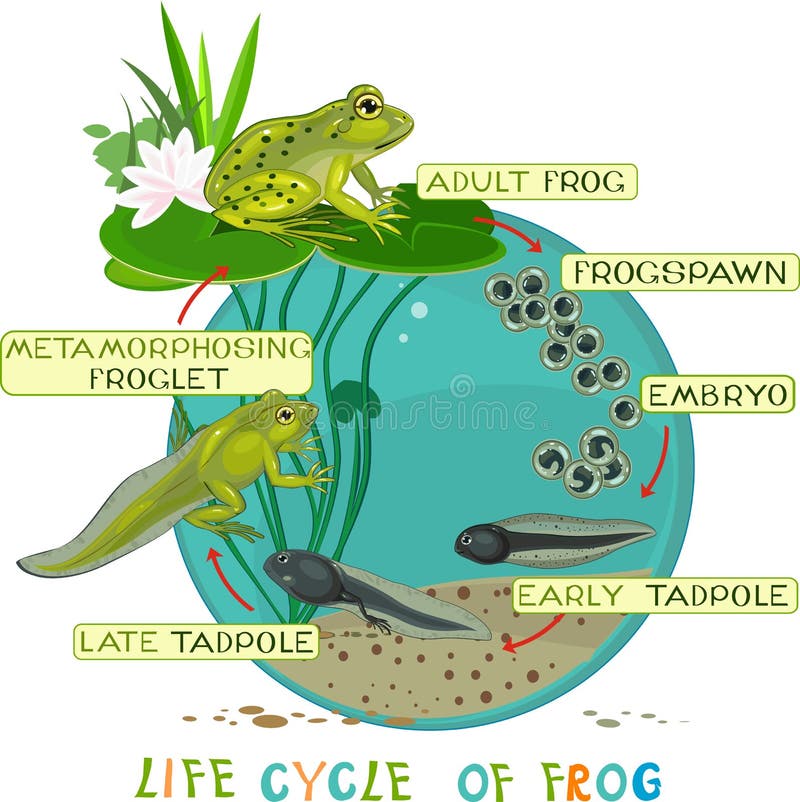 Life cycle of frog stock vector. Illustration of life - 59589478