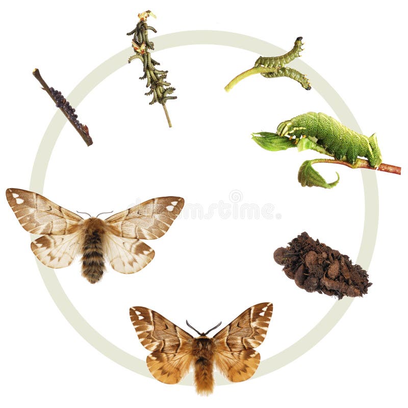 The life cycle of the Kentish Glory (Endromis versicolor), metamorphosis, showing all instars, egg, caterpillars cocoon (with chrysalis inside) and the adult male and female.