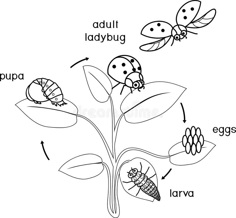 Life Cycle of Ladybug Coloring Page. Stages of Development of Ladybug