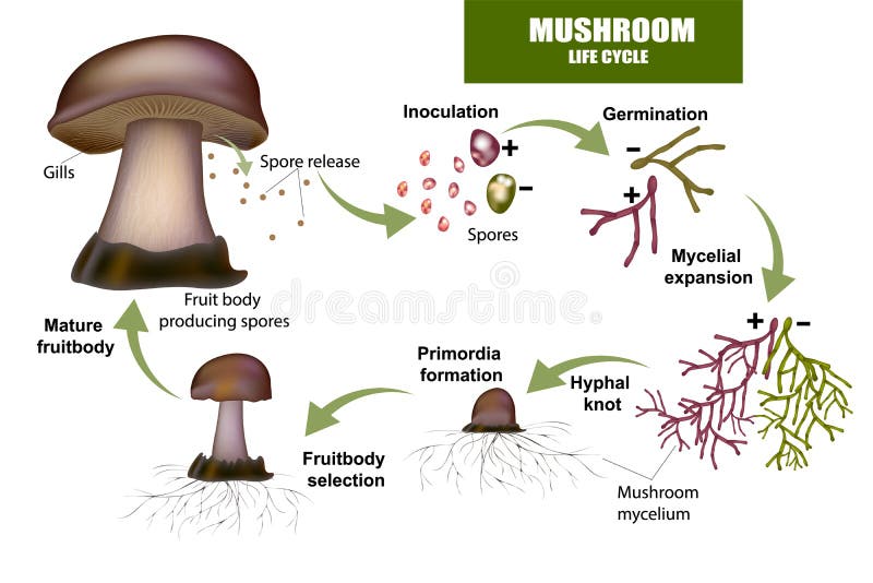Mushroom Life Cycle Stock Illustrations – 36 Mushroom Life Cycle Stock Illustrations, Vectors & Clipart - Dreamstime Mushroom Life Cycle Stock Illustrations – 36 Mushroom Life Cycle Stock Illustrations, Vectors & Clipart - Dreamstime
