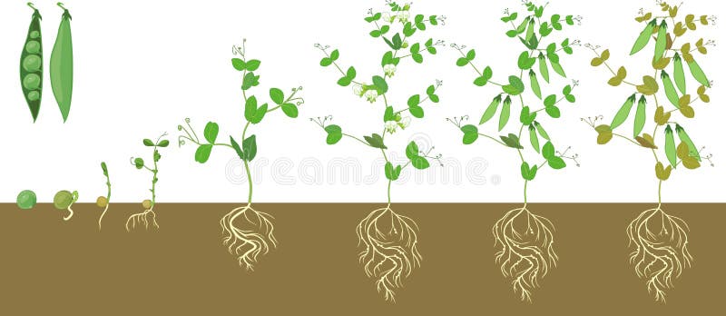 Life cycle of pea plant with root system. Stages of pea growth from seed and sprout to adult plant with fruits. Isolated on white background stock illustration Life cycle of pea plant with root system. Stages of pea growth from seed and sprout to adult plant with fruits. Isolated on white background stock illustration