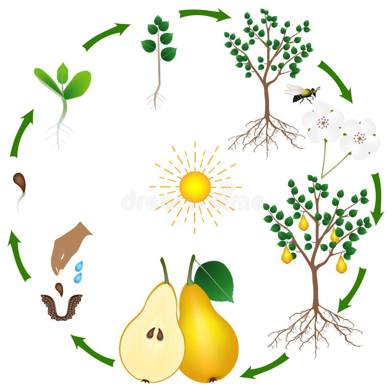 Life cycle of a pear tree on a white background.