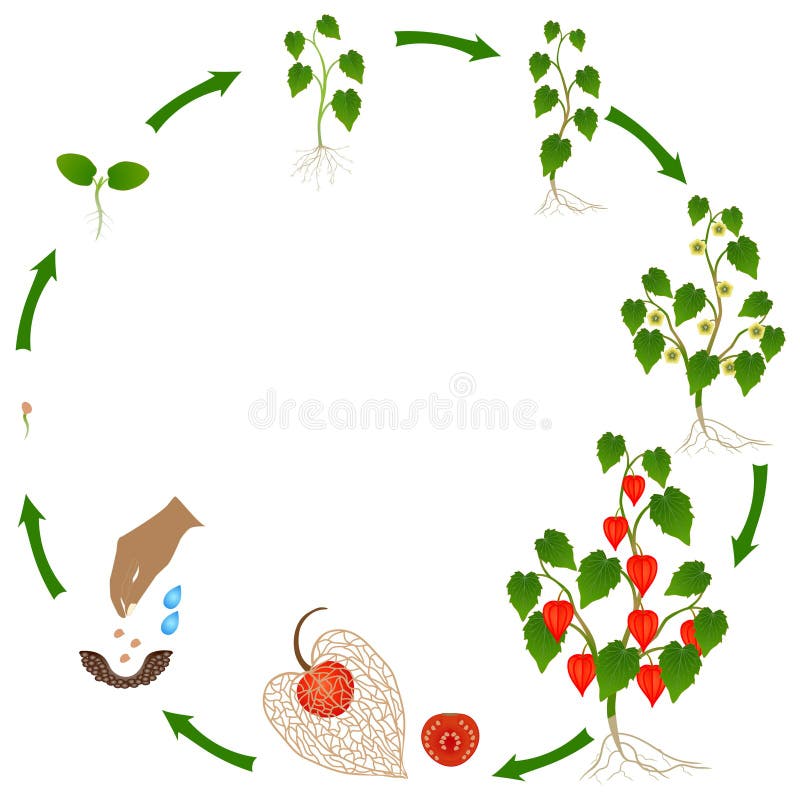 Life Cycle of Physalis Plant on a White Background. Stock Vector ...