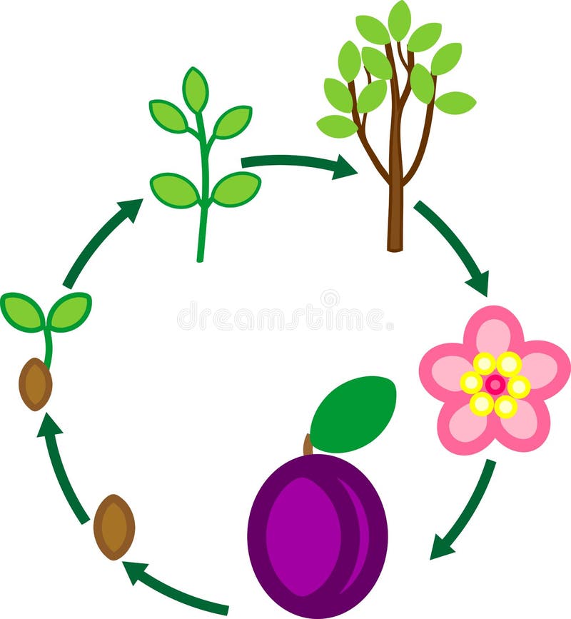 Life cycle of plum tree stock vector. Illustration of agriculture 132534381