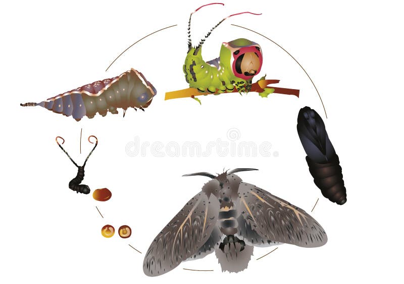 Browntail Moth Life Cycle