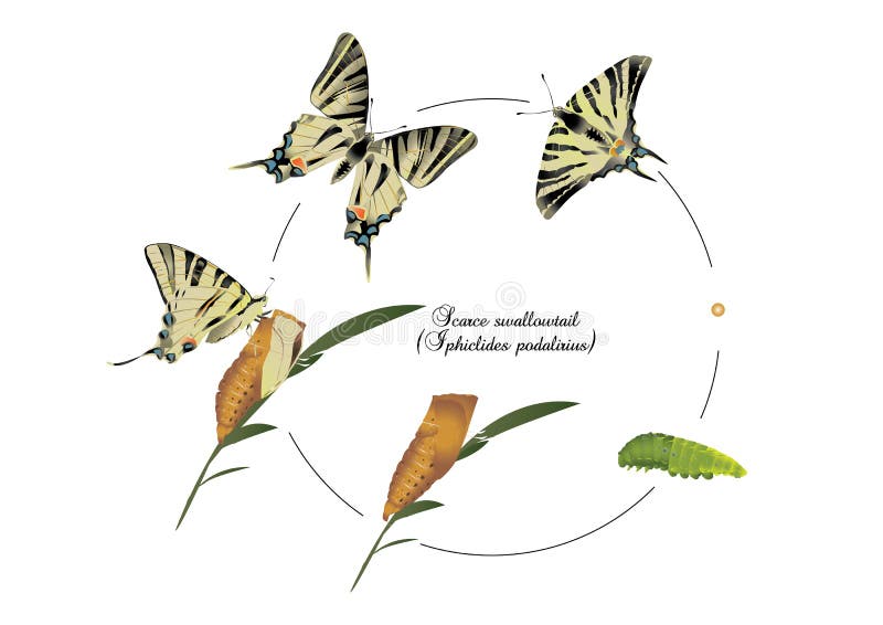 It is illustration of life cycle of scarce swallowtail.