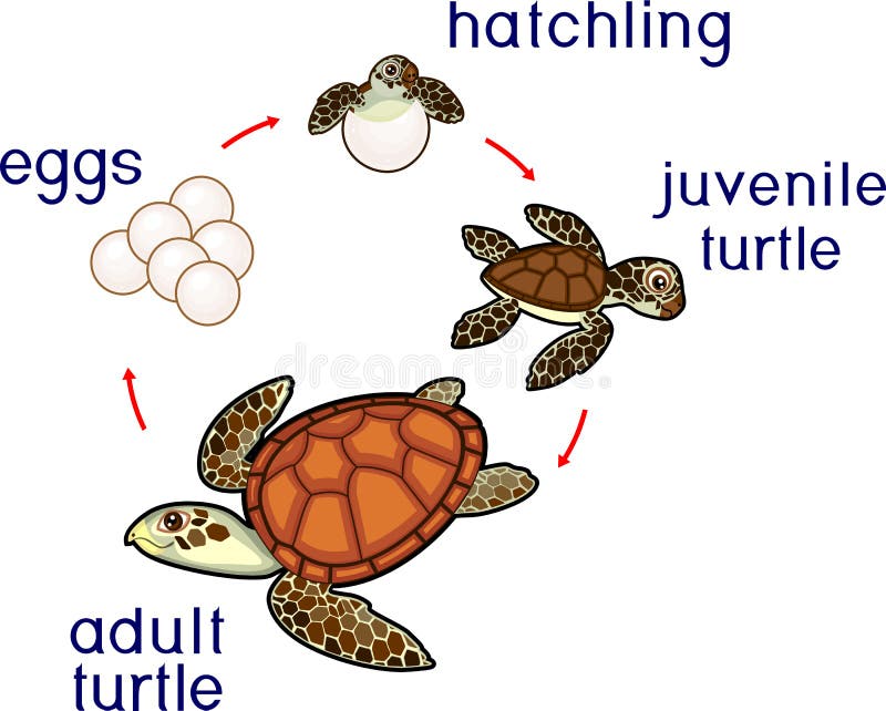 Life Cycle of Sea Turtle. Sequence of Stages of Development of Turtle from Egg To Adult Animal Stock Vector - Illustration of diagram, infographic: 124943123 Life Cycle of Sea Turtle. Sequence of Stages of Development of Turtle from Egg To Adult Animal Stock Vector - Illustration of diagram, infographic: 124943123