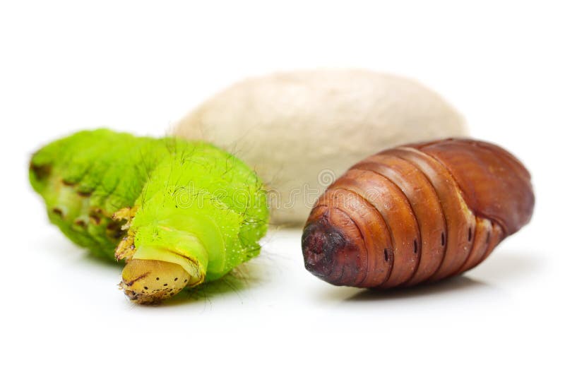 Life Cycle of Silk Worm isolated on white background