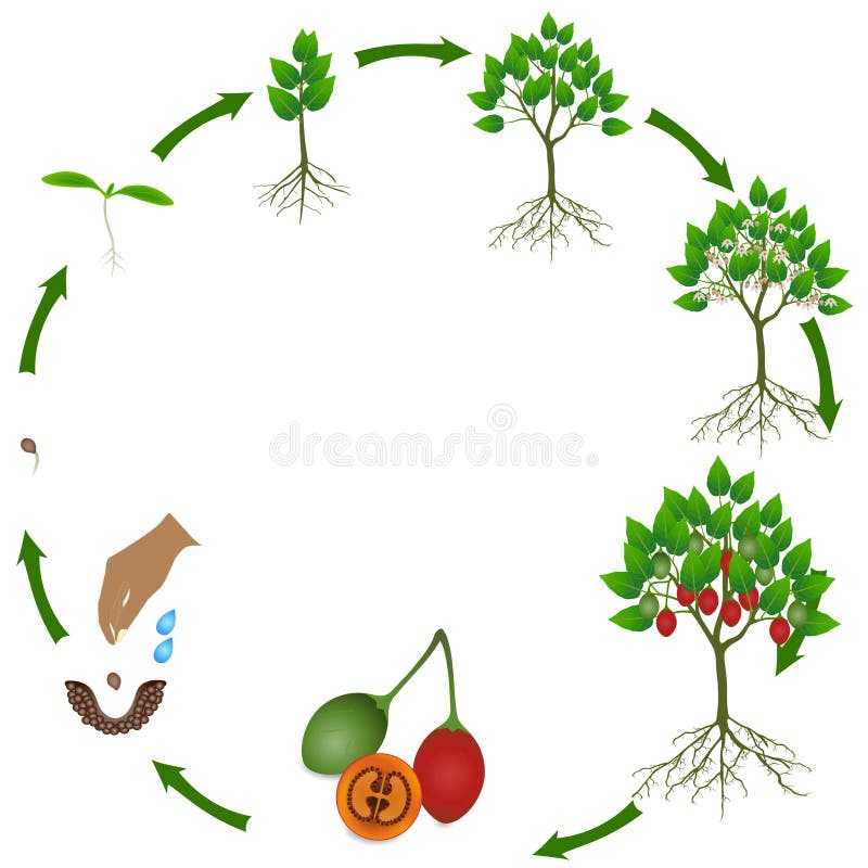 Tomato Plant on a White Background. Stock Vector - Illustration of root ...