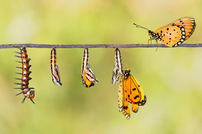 Life cycle of Tawny Coster transform from caterpillar to butterfly on twig