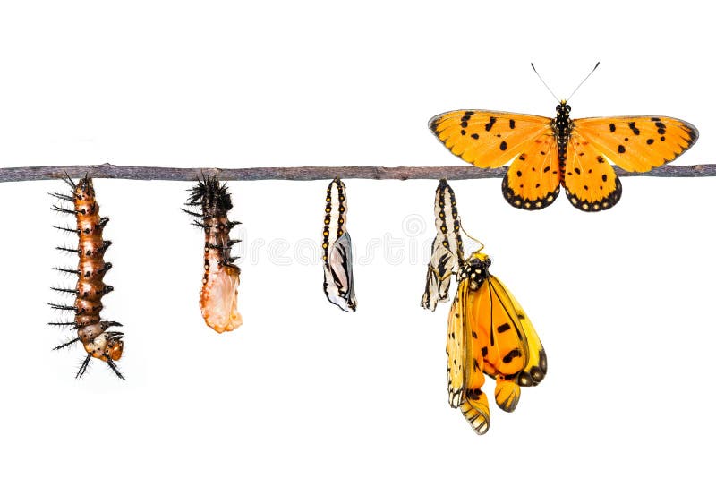 Life cycle of Tawny Coster transform from caterpillar to butterfly on white