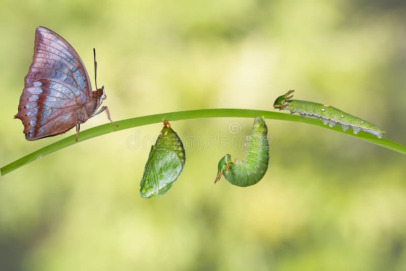 Life cycle of Tawny Rajah butterfly with caterpillar and larva