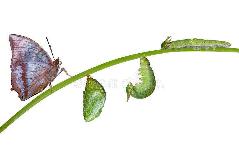 Life cycle of Tawny Rajah butterfly with caterpillar and larva. Life cycle of Tawny Rajah butterfly with caterpillar and larva