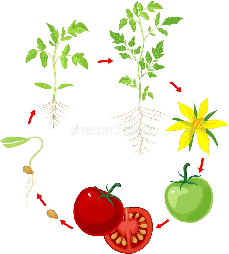 Life Cycle of Tomato Plant. Stages of Growth from Seed and Sprout To ...