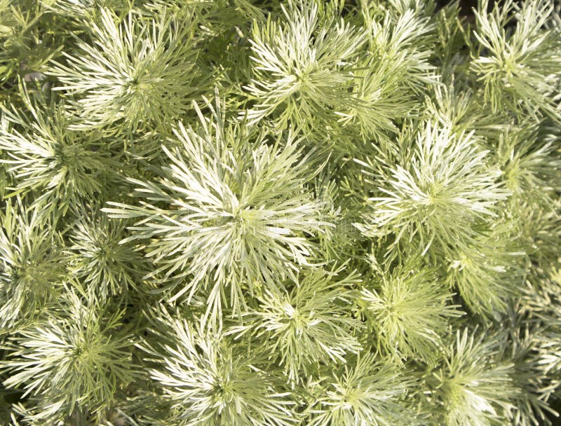 Wildernessbright Stock Photos Free & RoyaltyFree Stock Photos from