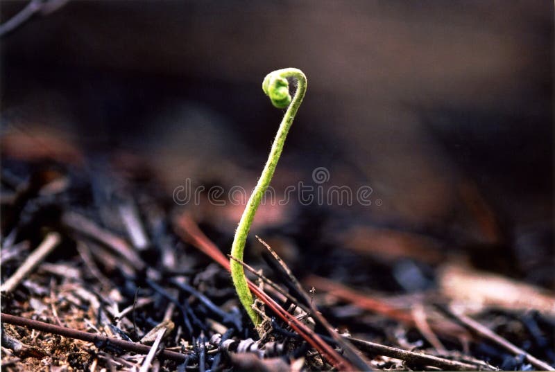 Download Life after the fire stock image. Image of hillside, develop - 105915