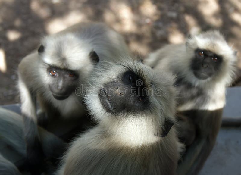 From the life of Langur monkeys (Black-shanked douc (Semnopithecus hypoleucos)). A group of two males and a female (left) and reaction to the appearance of the photographer. Semnopithecus hypoleucos stock images, royalty-free photos and pictures