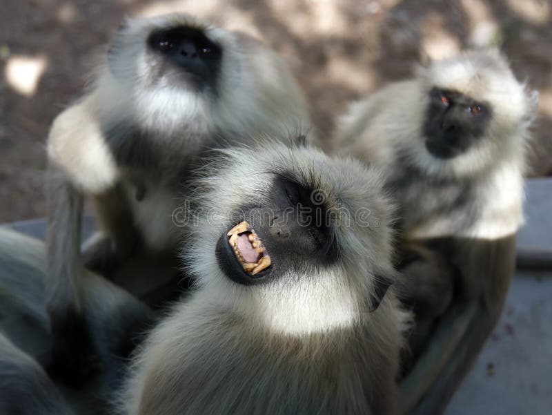 From life of Langur monkeys Black-shanked douc Semnopithecus hypoleucos. Group of two males and female and reaction to appearance of photographer. - Gentle grin, sullenness and obsequiousness. Semnopithecus hypoleucos stock images, royalty-free photos and pictures