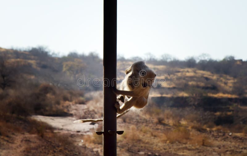 From the life of Langur monkeys Black-shanked douc Semnopithecus hypoleucos. The monkey goes down the metal pole. Semnopithecus hypoleucos stock images, royalty-free photos and pictures