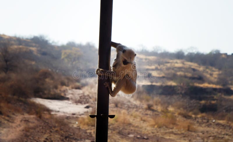 From the life of Langur monkeys (Black-shanked douc (Semnopithecus hypoleucos). The monkey goes down the metal pole. Semnopithecus hypoleucos stock images, royalty-free photos and pictures