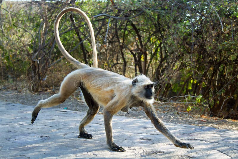 From the life of Langur monkeys Black-shanked douc Semnopithecus hypoleucos. Physically Hot And Tempting beddable female. Semnopithecus hypoleucos stock images, royalty-free photos and pictures