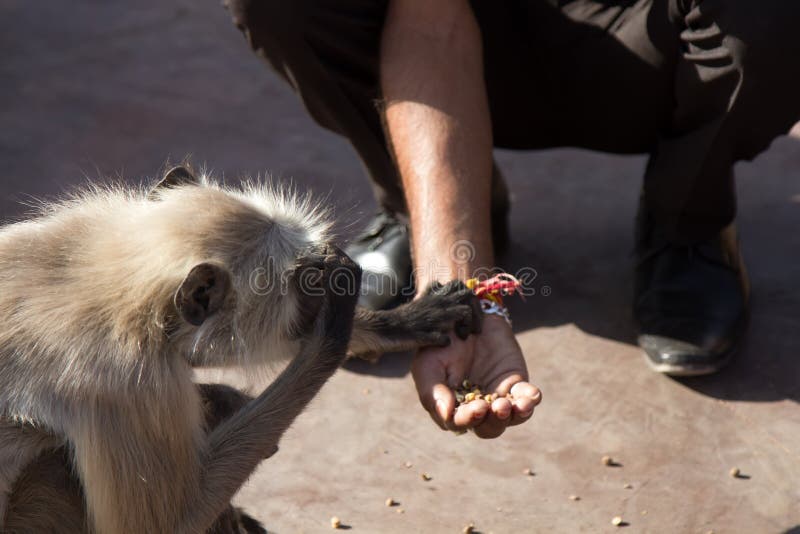 From the life of Langur monkeys Black-shanked douc Semnopithecus hypoleucos. A pilgrim feeds a sacred monkey with his hand. People traditions of feeding wild animals. Semnopithecus hypoleucos stock images, royalty-free photos and pictures