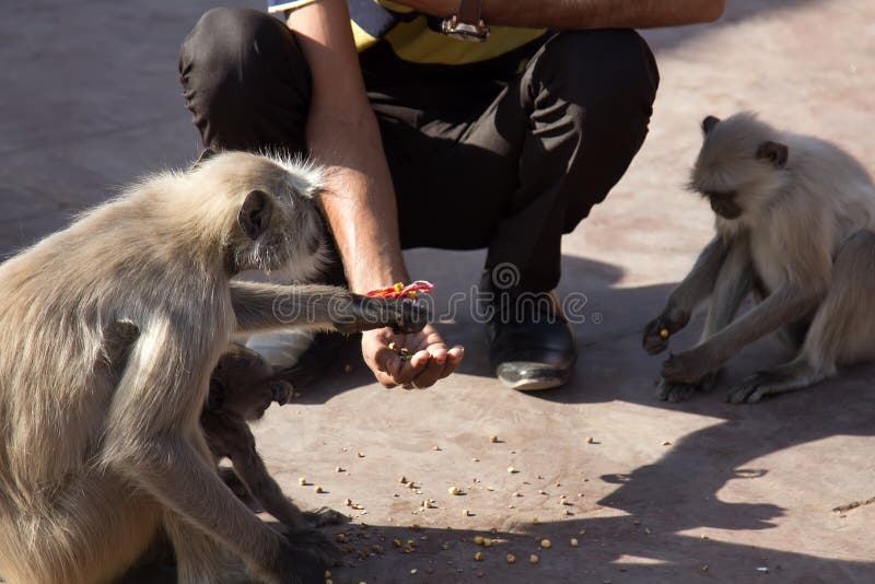 From the life of Langur monkeys (Black-shanked douc (Semnopithecus hypoleucos)). A pilgrim feeds a sacred monkey with his hand. People traditions of feeding wild animals. Semnopithecus hypoleucos stock images, royalty-free photos and pictures