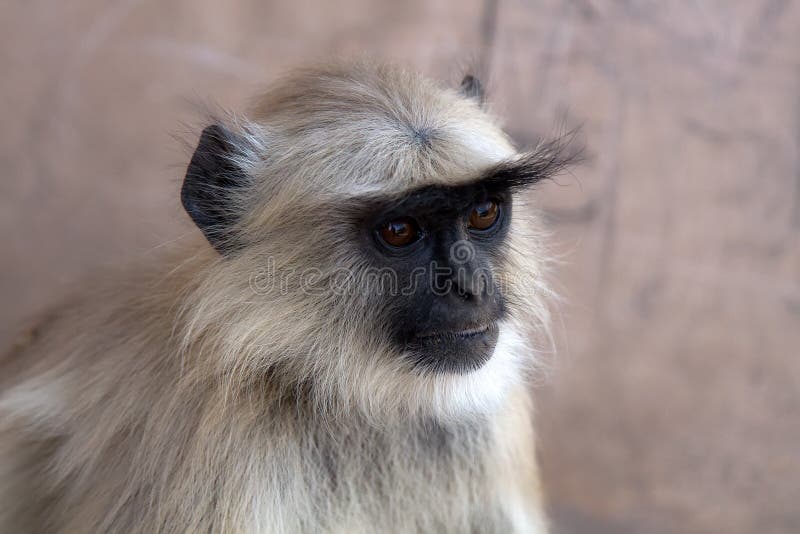 From the life of Langur monkeys Black-shanked douc Semnopithecus hypoleucos. Portrait of female. Semnopithecus hypoleucos stock images, royalty-free photos and pictures