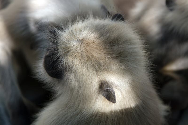 From the life of Langur monkeys Black-shanked douc Semnopithecus hypoleucos. Portrait of female. View from the top of the head. Semnopithecus hypoleucos stock images, royalty-free photos and pictures
