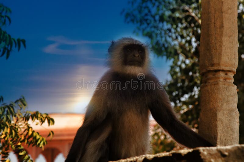 From the life of Langur monkeys Black-shanked douc Semnopithecus hypoleucos. Portrait of male. Semnopithecus hypoleucos stock images, royalty-free photos and pictures