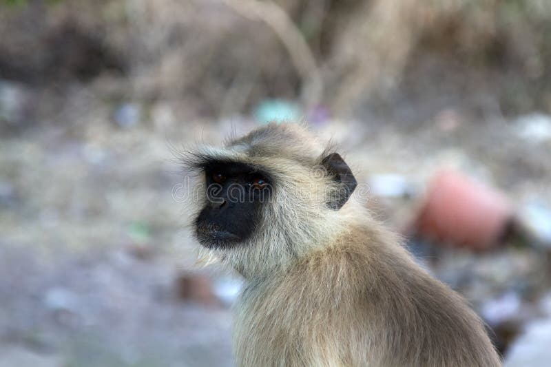 From the life of Langur monkeys (Black-shanked douc (Semnopithecus hypoleucos). Portrait of a male. Semnopithecus hypoleucos stock images, royalty-free photos and pictures