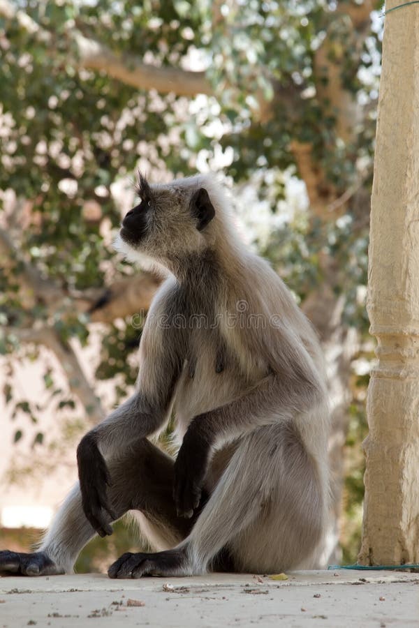 From the life of Langur monkeys (Black-shanked douc (Semnopithecus hypoleucos)). Portrait of male. The Old Sage. Semnopithecus hypoleucos stock images, royalty-free photos and pictures